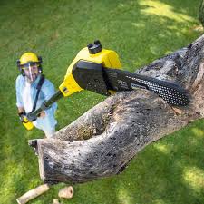 Why Choose Our Tree Removal Services in La Crosse, WI?